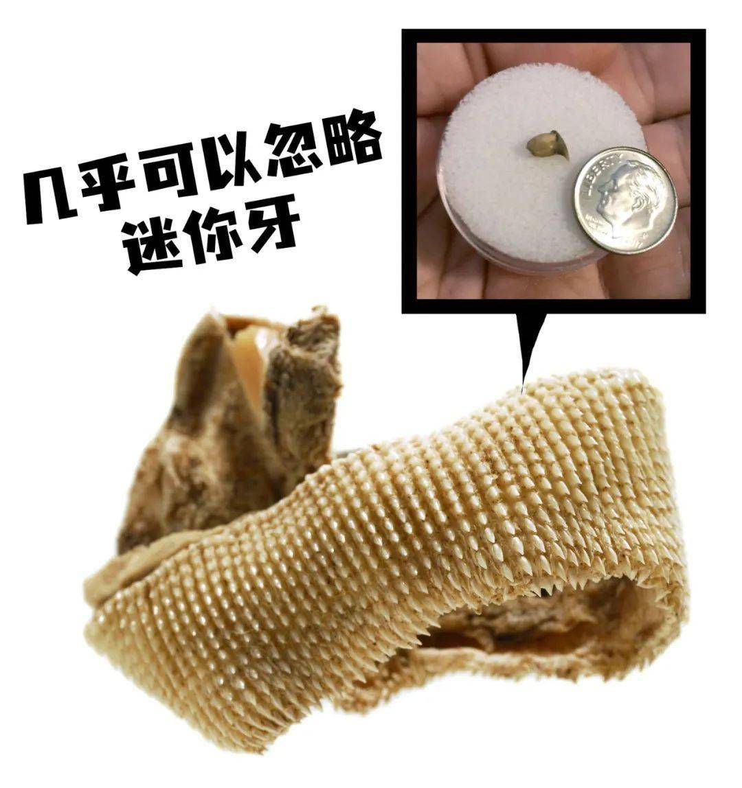 生物啥的 但这三种鲨鱼其实都有牙齿 也还挺锋利的 鲸鲨牙齿数量有1