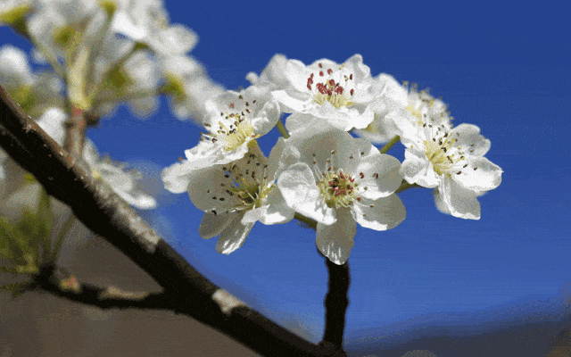 大央视《航拍中国·新疆》中的伊犁杏花新疆伊犁·杏花赏花列车第三站