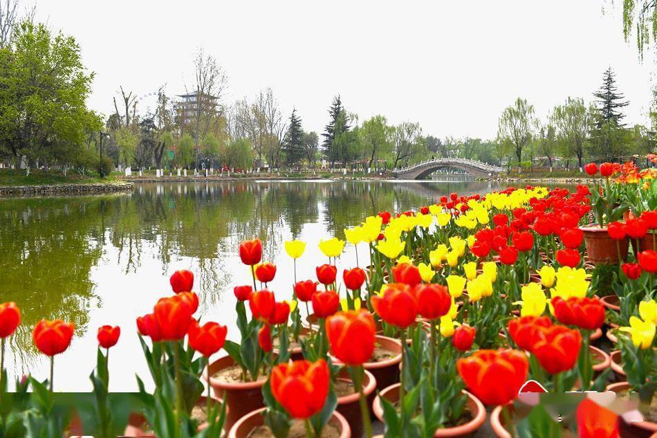 新天水35万盆花仙子与你浪漫相约天水市麦积区第五届郁金香花卉展10日