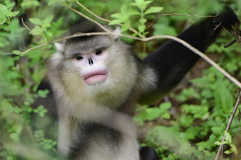 国际珍稀动物保护日我国国宝级珍稀神兽你都知道吗