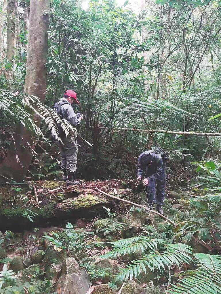 海南热带雨林国家公园护林员全力护林爱林