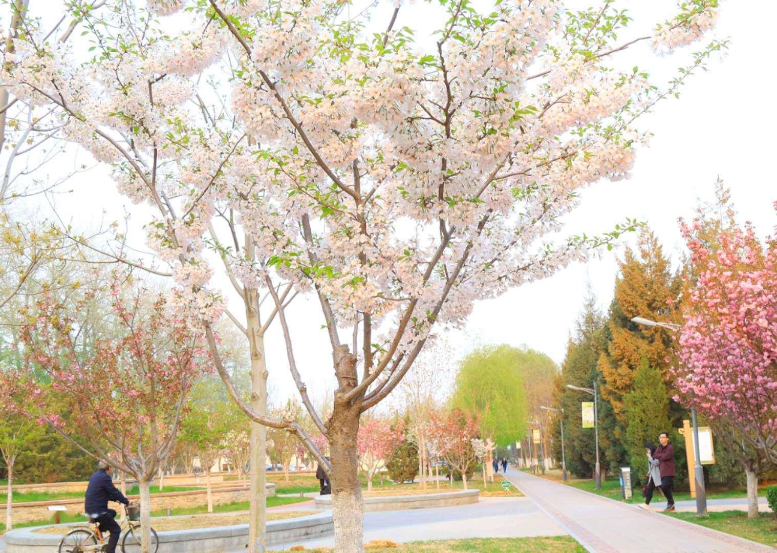 春色满寰中春风满园张雪梅李强 自媒体热点