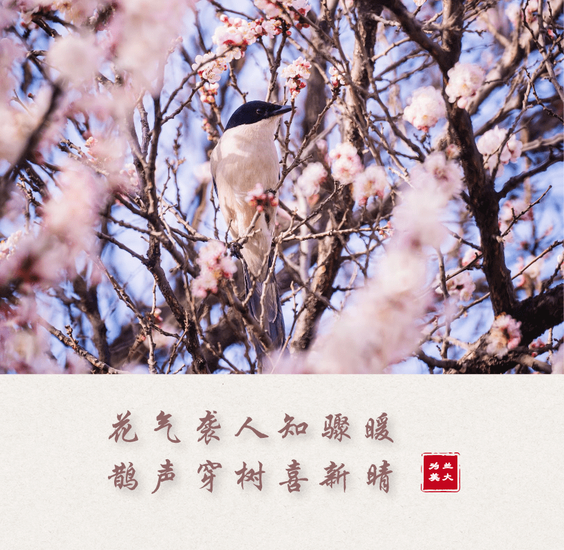 以春为主题你能完成多少次飞花令