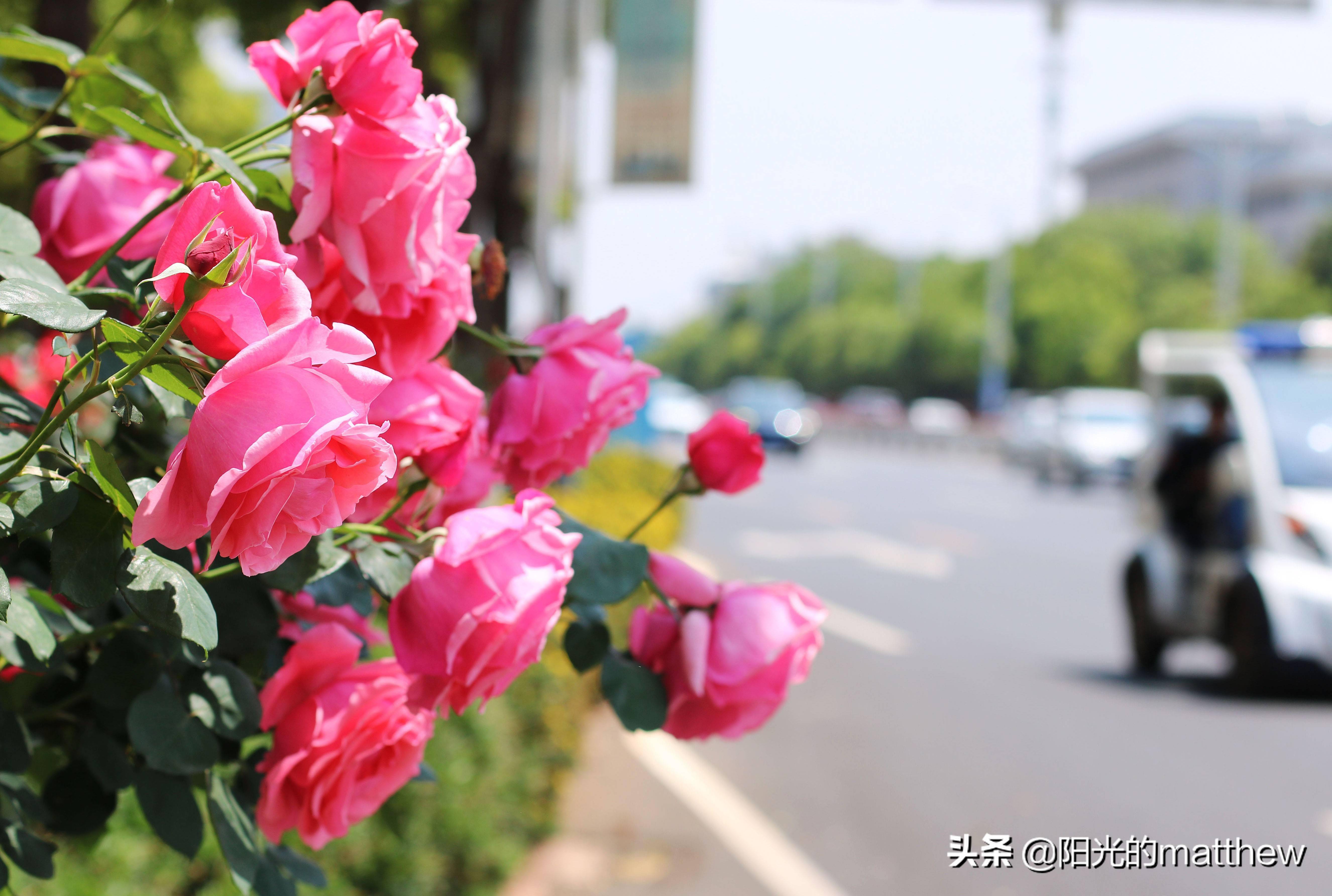 昆明街头广福路月季花盛开姹紫嫣红成了一道风景