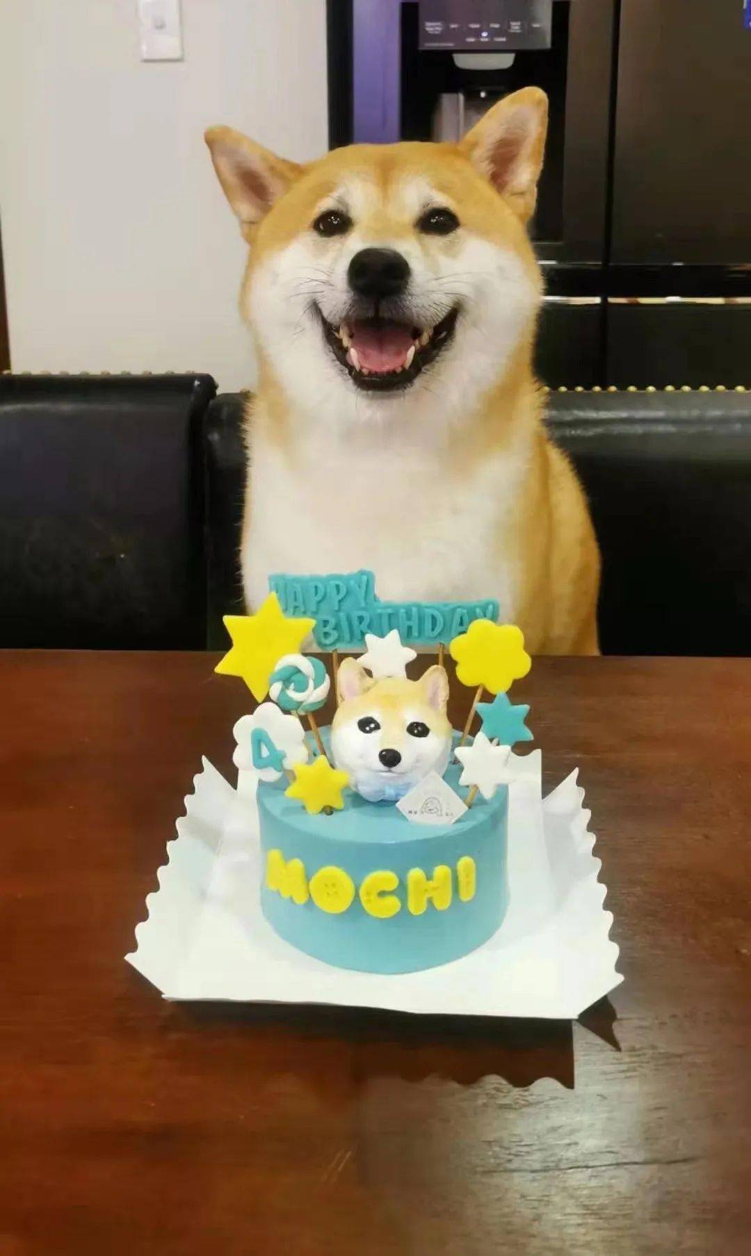 悉尼ins风宠物蛋糕来袭get主子同款蛋糕刷爆朋友圈