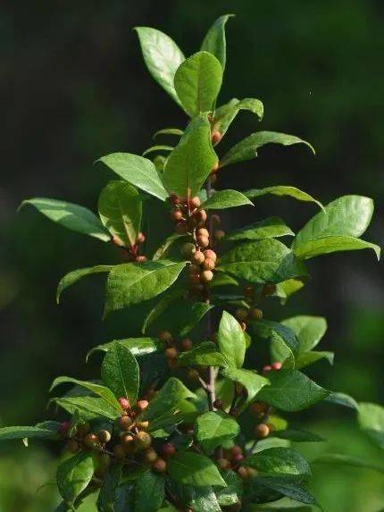 条叶榕为落叶小灌木;叶片先端渐尖,基部楔形,叶形较为狭长;隐花果顶端