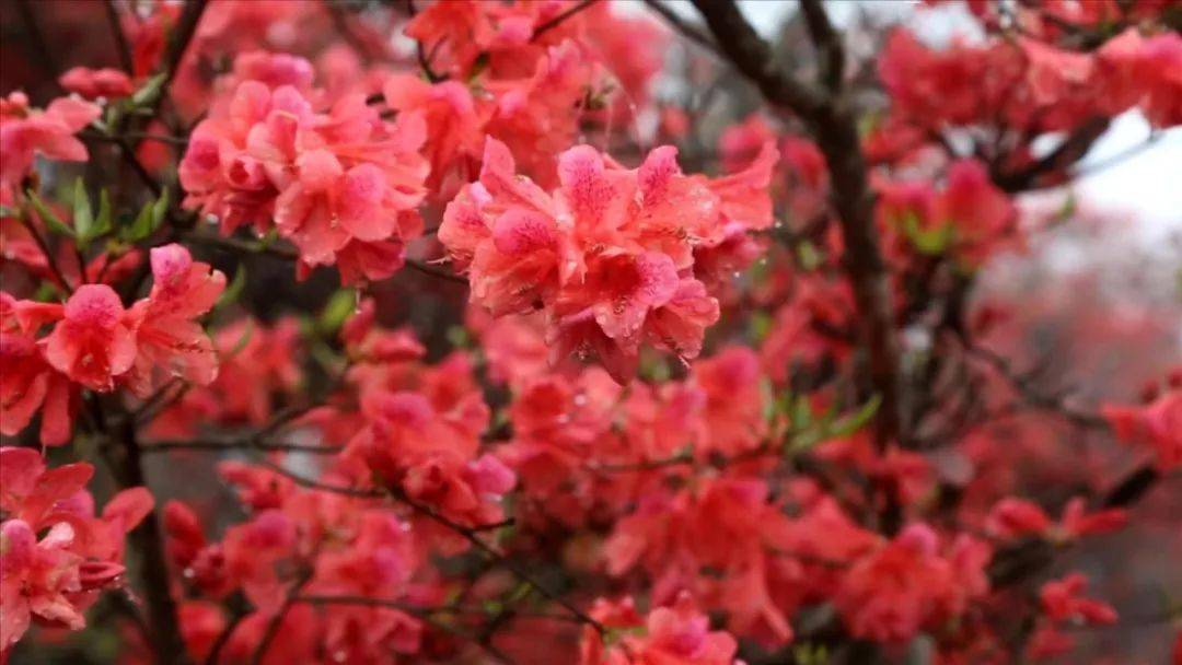 人间四月三明将乐宝台山杜鹃花开成海