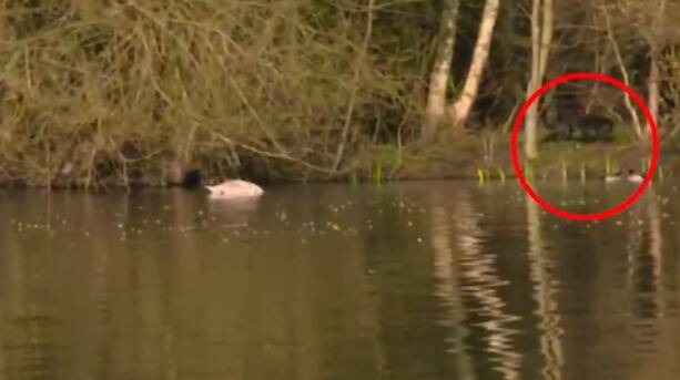 眼尖观众在英国新闻节目画面中发现神秘猫科动物疑似黑豹_河岸