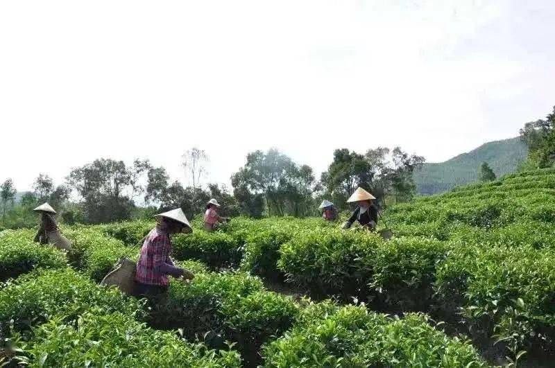 公示詔安八仙茶上榜農產品地理標誌名單