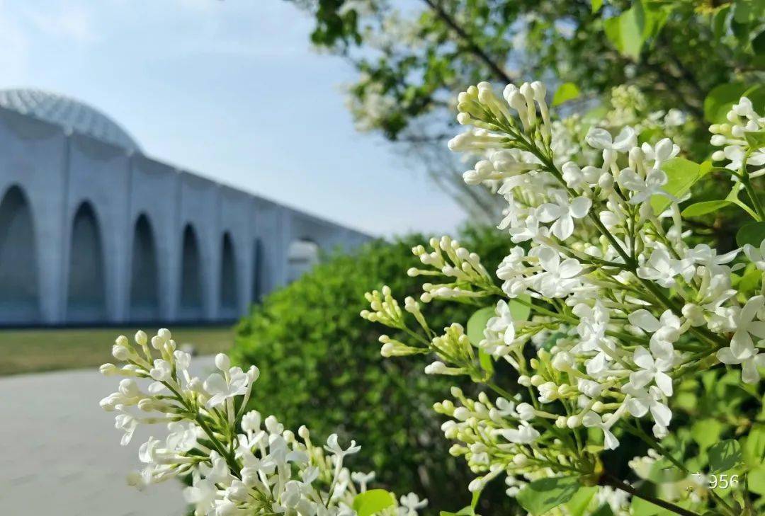 廊坊春光美大厂真的好美