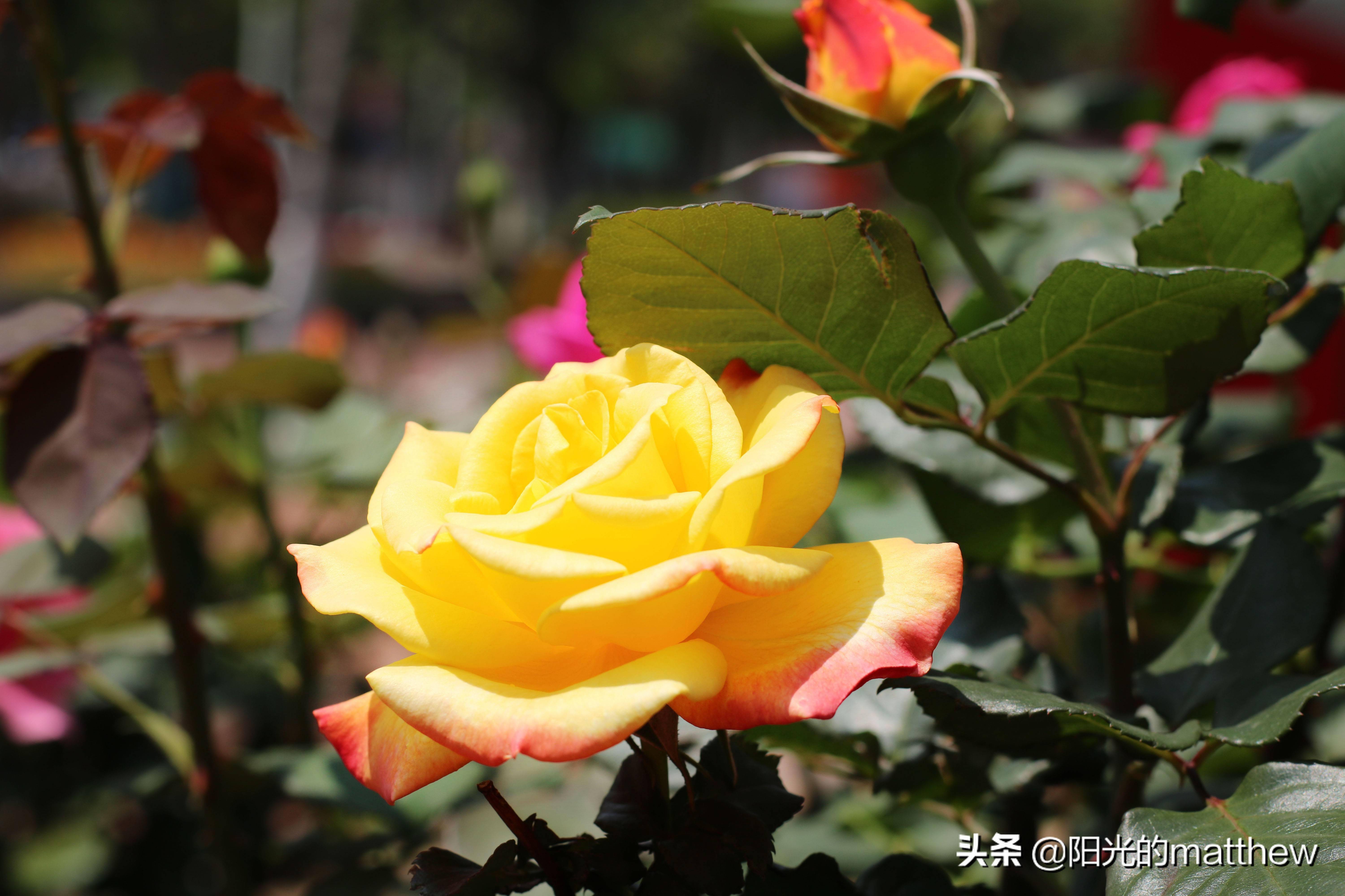 昆明街头广福路月季花盛开姹紫嫣红成了一道风景