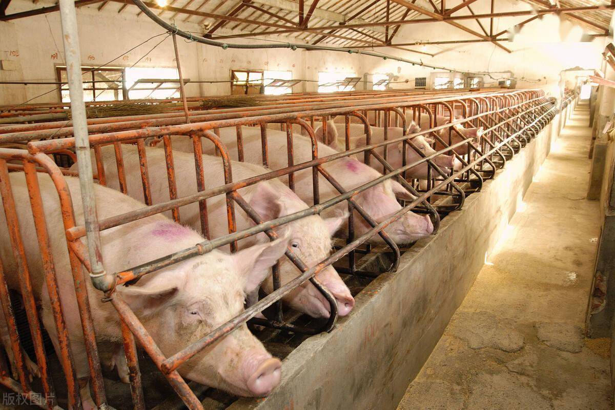 处理,加上清粪机和水冲洗工艺的使用,许多规模猪场已经不考虑此类疫病