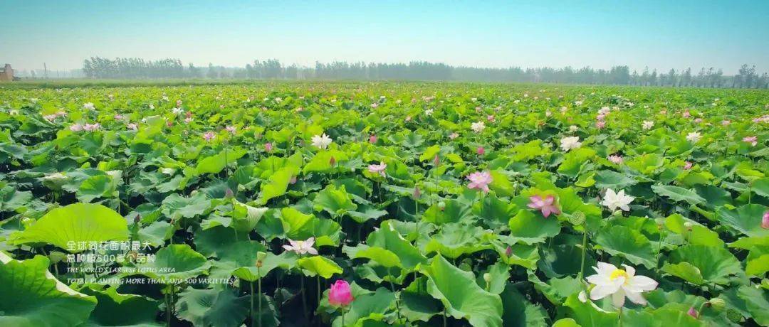 金湖荷花节,您来支招,我来发奖!"金点子"征集中