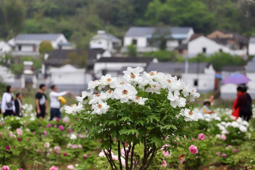 鲜花盛开, 只等君来——七大特色项目带你开启2021中国铜陵凤丹国潮文化旅游季