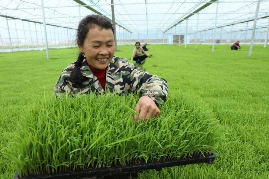 高桥楼镇:工厂化育秧 机械化插秧_秧苗