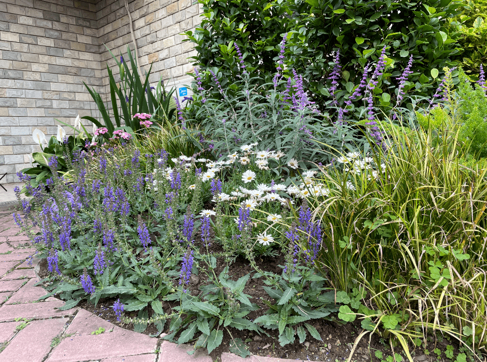 鼠尾草家族庞大有1000余个品种那适合华南地区的有