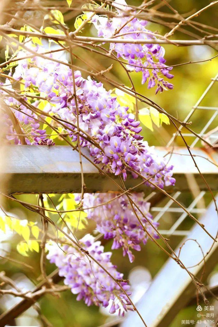 花卉摄影又见一帘幽梦