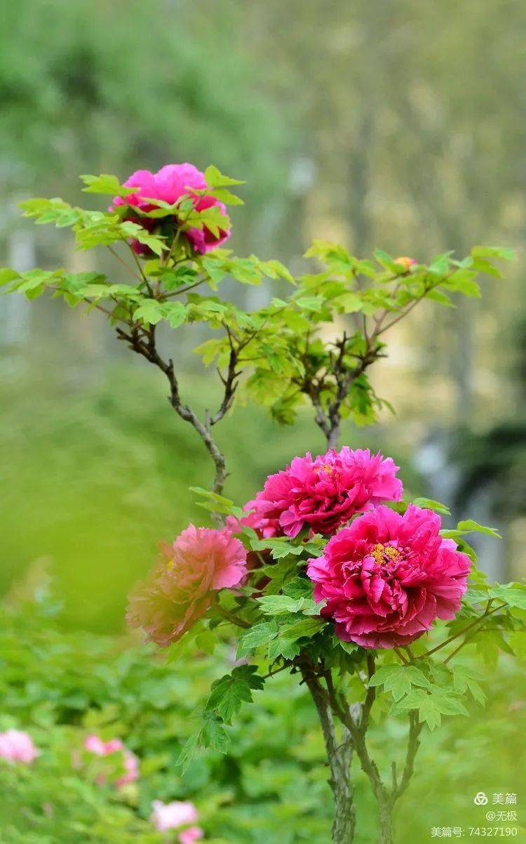 牡丹花香弥漫古都换新颜