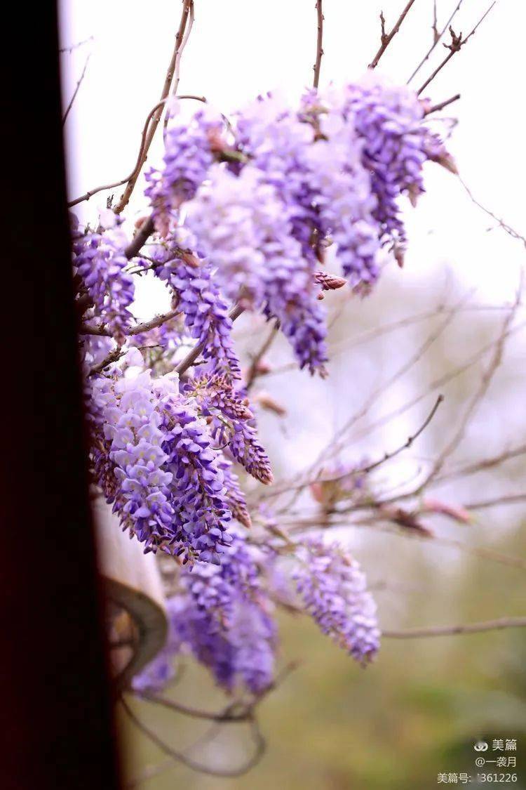 花卉摄影又见一帘幽梦