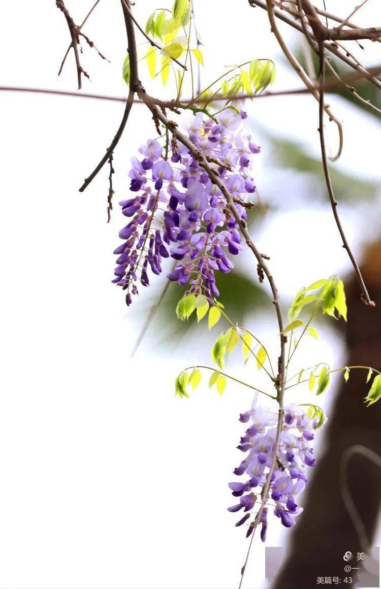 花卉摄影又见一帘幽梦