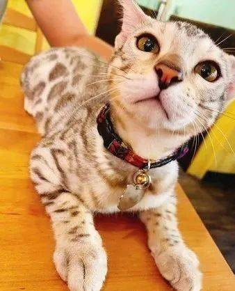 走路有气势的猫 f2f22a14e302461188e11d252c9b8d00.jpeg