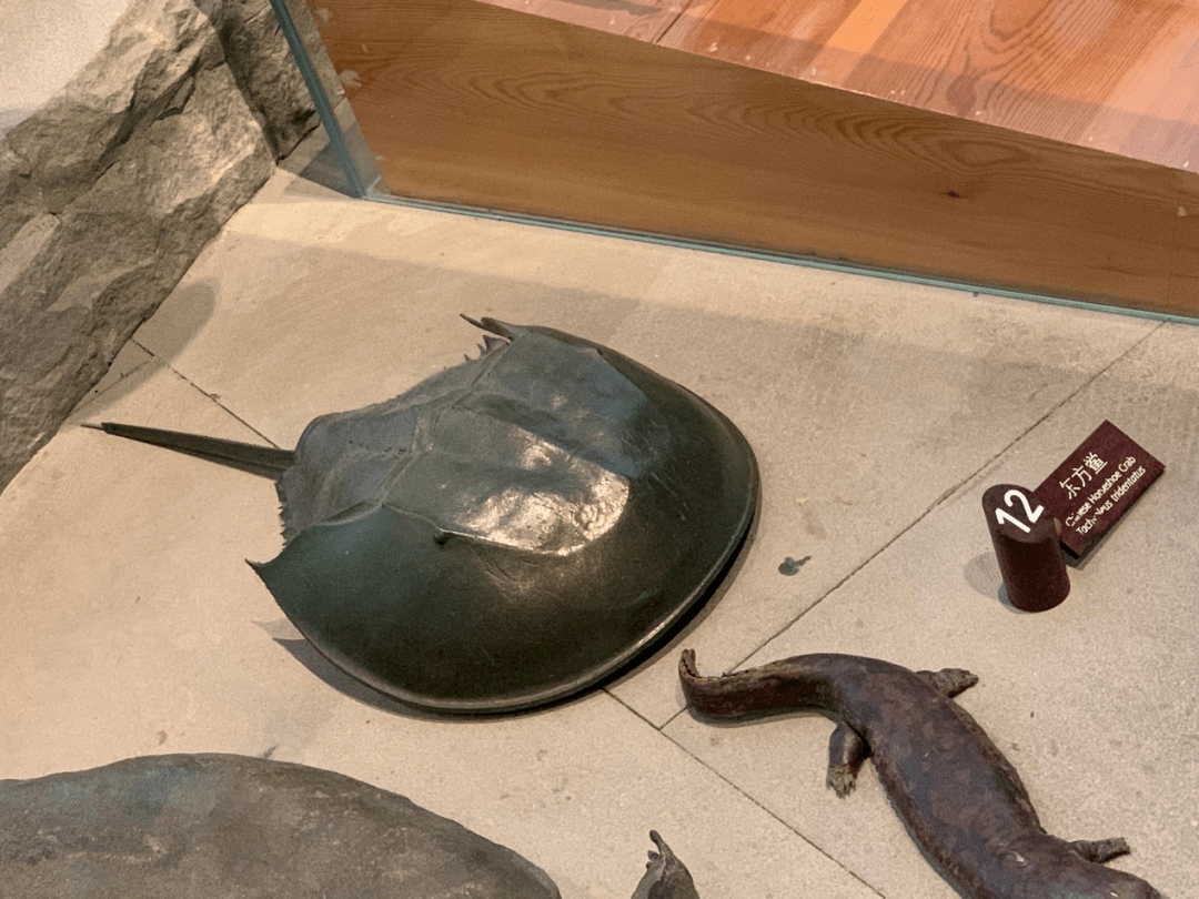 蓝色血液的鲎在中国多吗 6163d48664784bf78c647322e38b2652.png