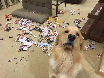 金毛拆家被发现后,还在那边强装镇定,主人都不知道该不该骂!