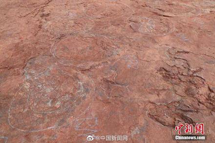 团队|福建上杭新增发现恐龙足迹化石364枚