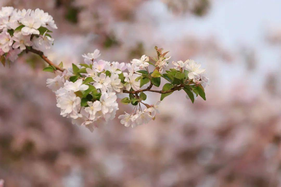 今日宜分享燕理的春季限定