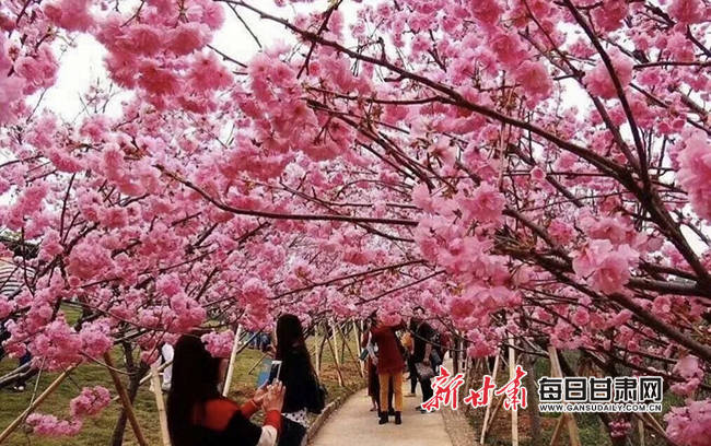 武威首个樱花节芬芳开幕