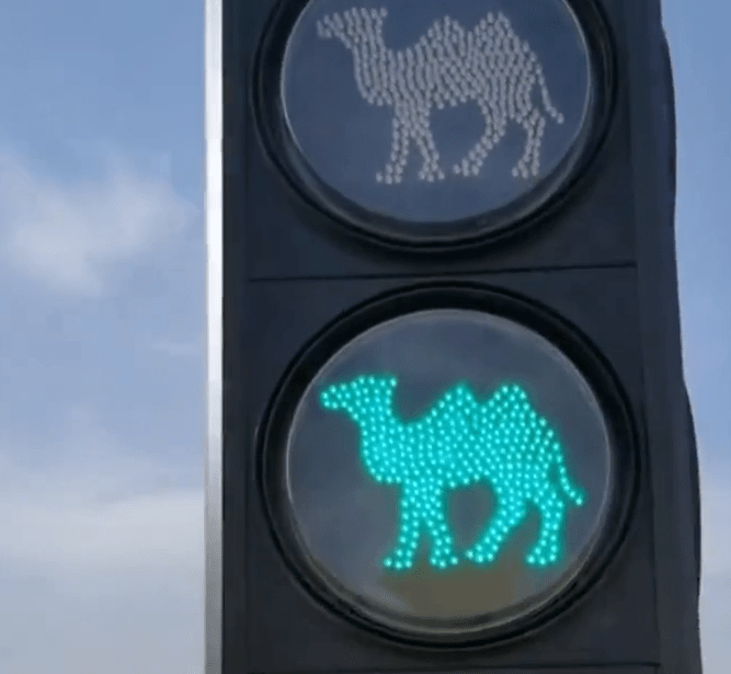 一景区设骆驼红绿灯图片