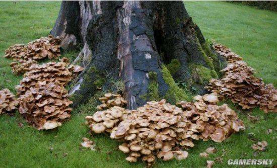 世界上最大的生物竟然是蘑菇绵延10平方公里已有2800岁