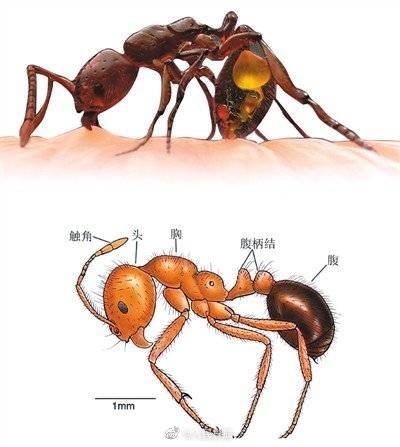红火蚁位列最危险入侵物种红火蚁的天敌是什么动物 中国基因网