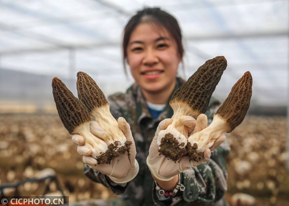 食用菌種植 助農增收_羊肚菌