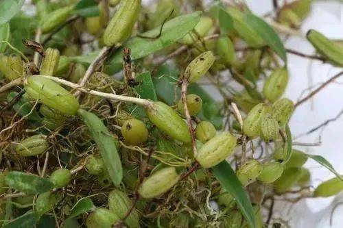 (《福建中草药》)5,治胃及十二指肠溃疡:石仙桃全草,15-30g,水煎撮.