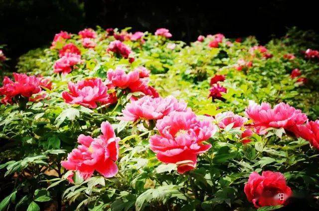 赏牡丹何必远行襄阳牡丹等你来