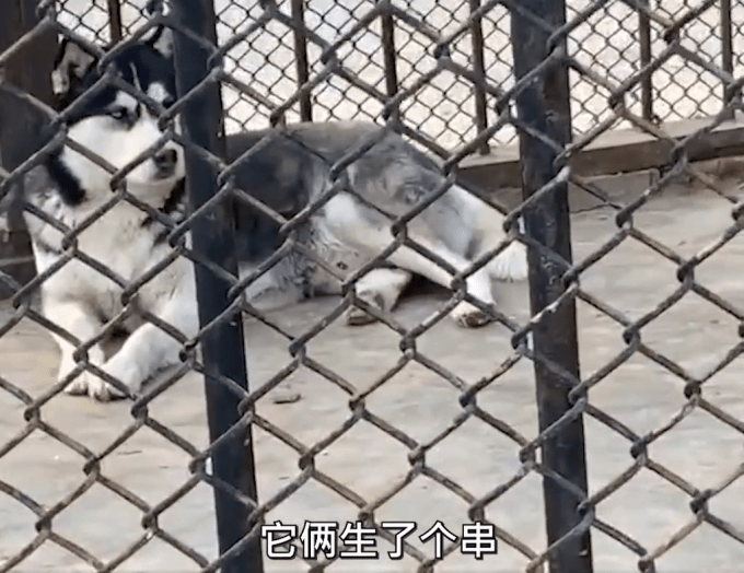 動物園:收養的,還和狼生了個串_籠子