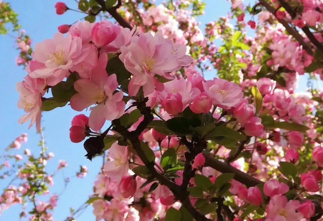 為你送上大連春季賞花地圖公園綠地迎春悅目最佳賞花時間3月下旬-4月