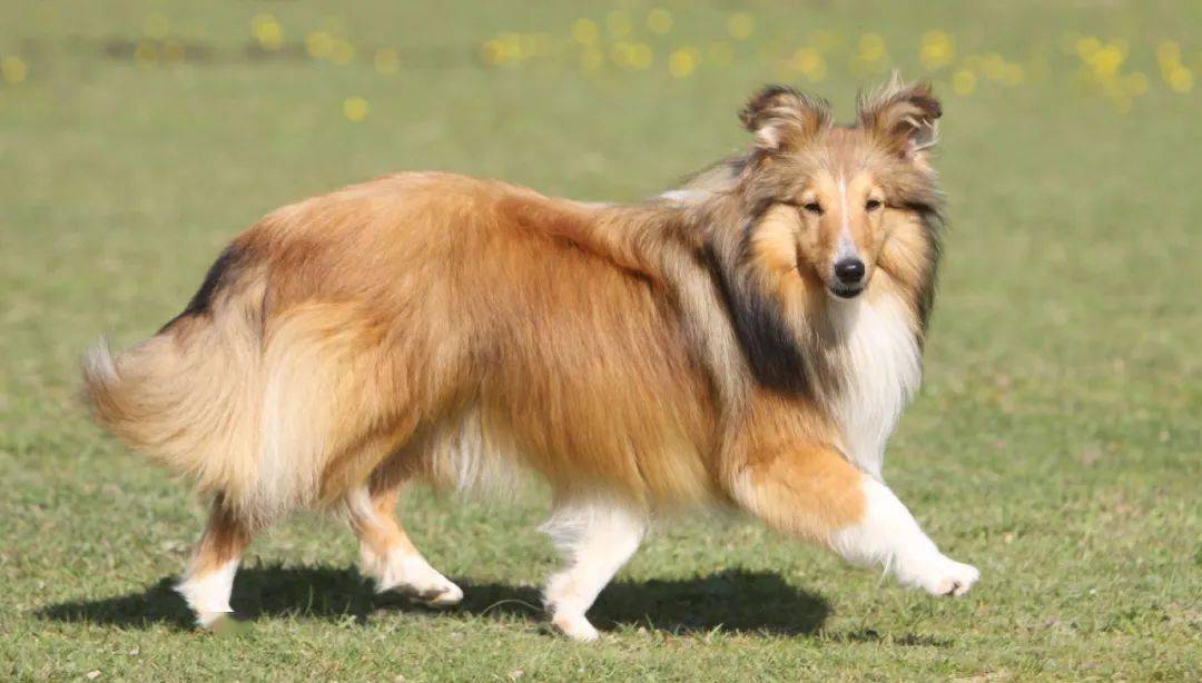 精力中等体型比例:小型犬别名:设得兰群岛牧羊犬,谢德兰牧羊犬,喜乐蒂