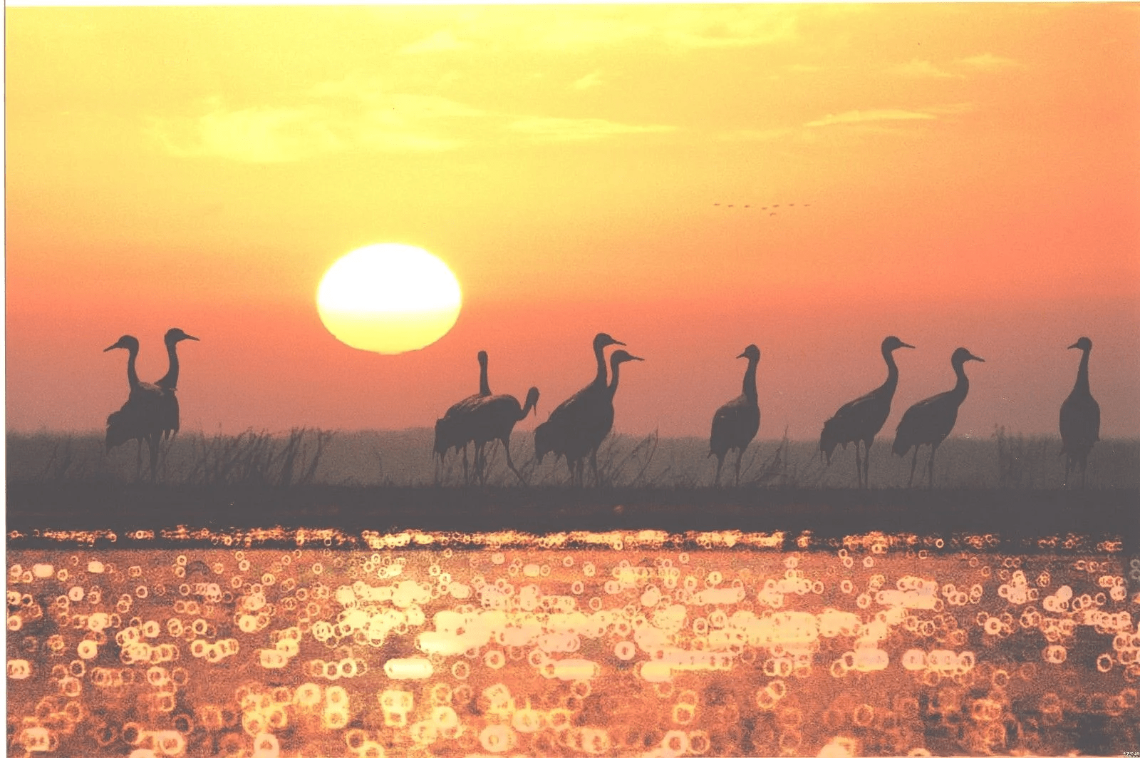 在皖越冬候鸟数量创历史新高_湿地