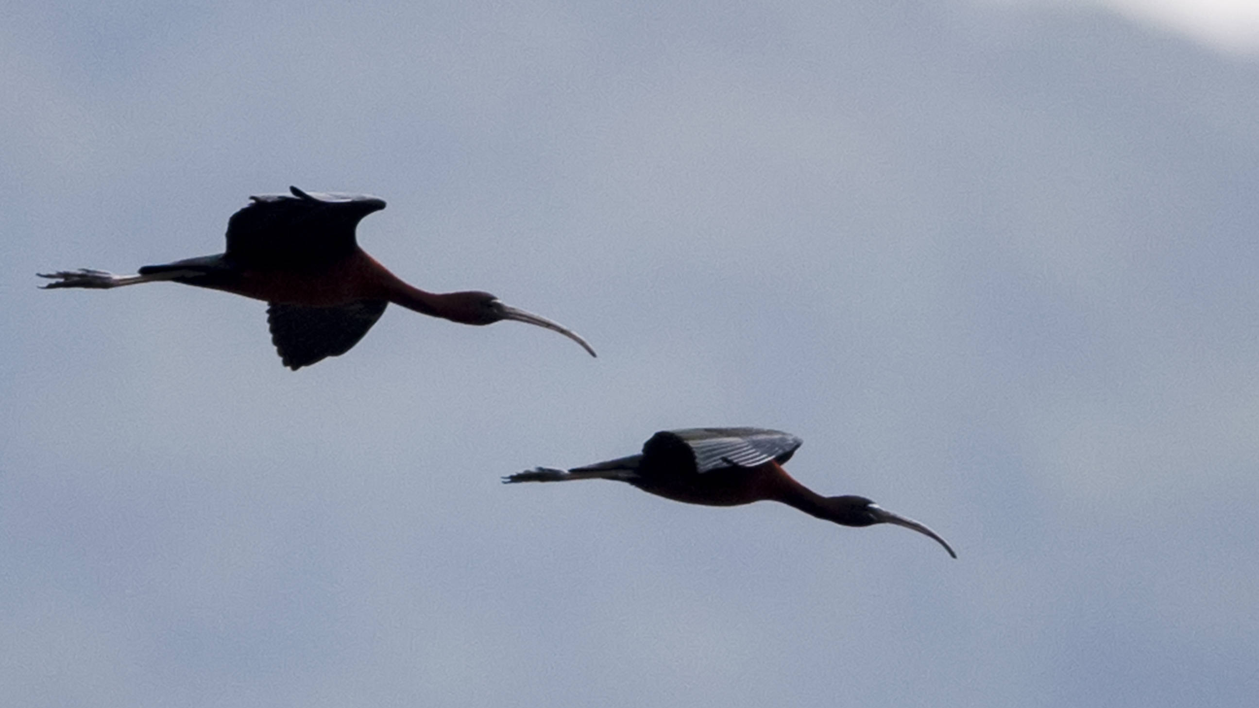 4月13日,两只彩鹮在福建霞浦县福宁湾沼泽上空飞翔.