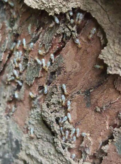 麻头皮六安这个小区树木遭白蚁啃噬