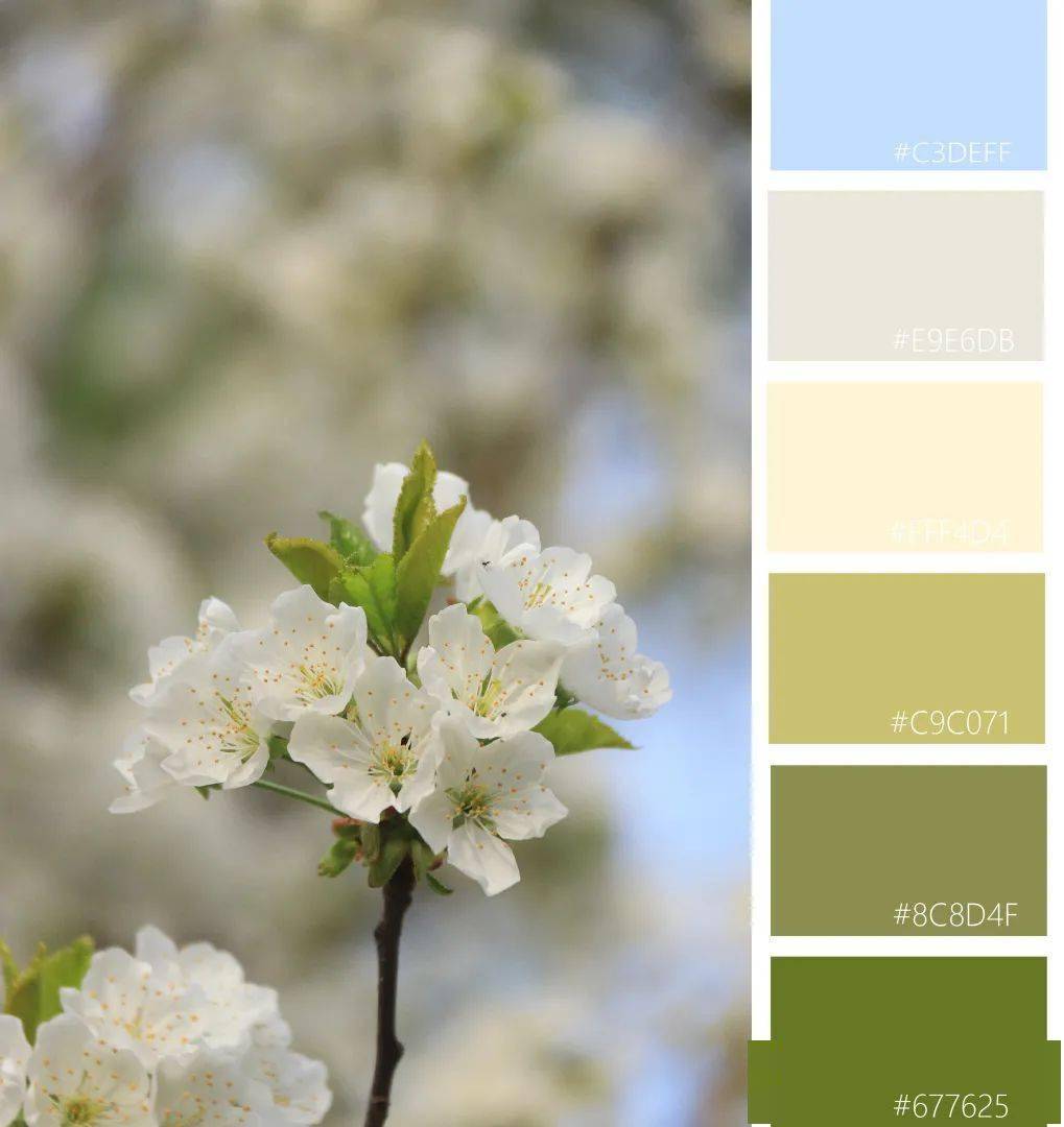 美中农的春日色卡