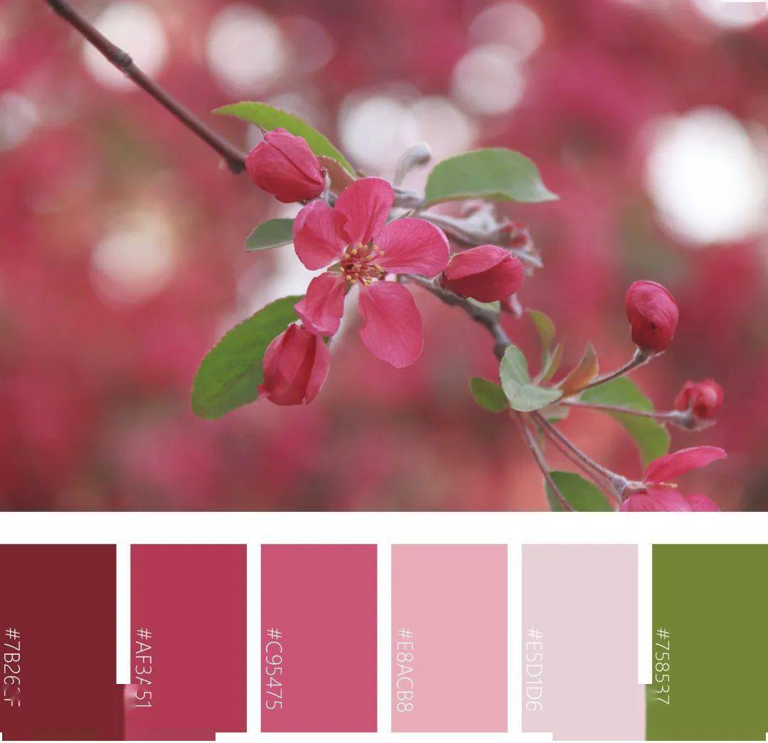 美中农的春日色卡