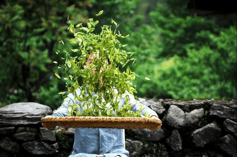 茶香雲霧裡,禪心天地間!忙裡偷閒,且去明月山喝杯好茶!_宜春