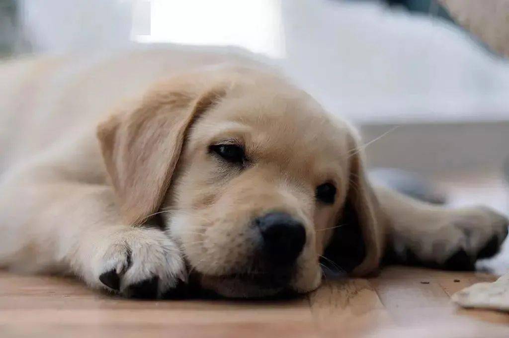 犬猫爱上吃奇怪的东西可能是患上了异食癖