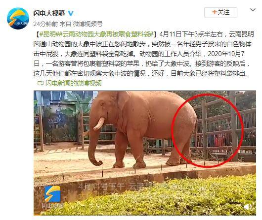 昆明一动物园大象再被喂食塑料袋,目前大象已将塑料袋排出