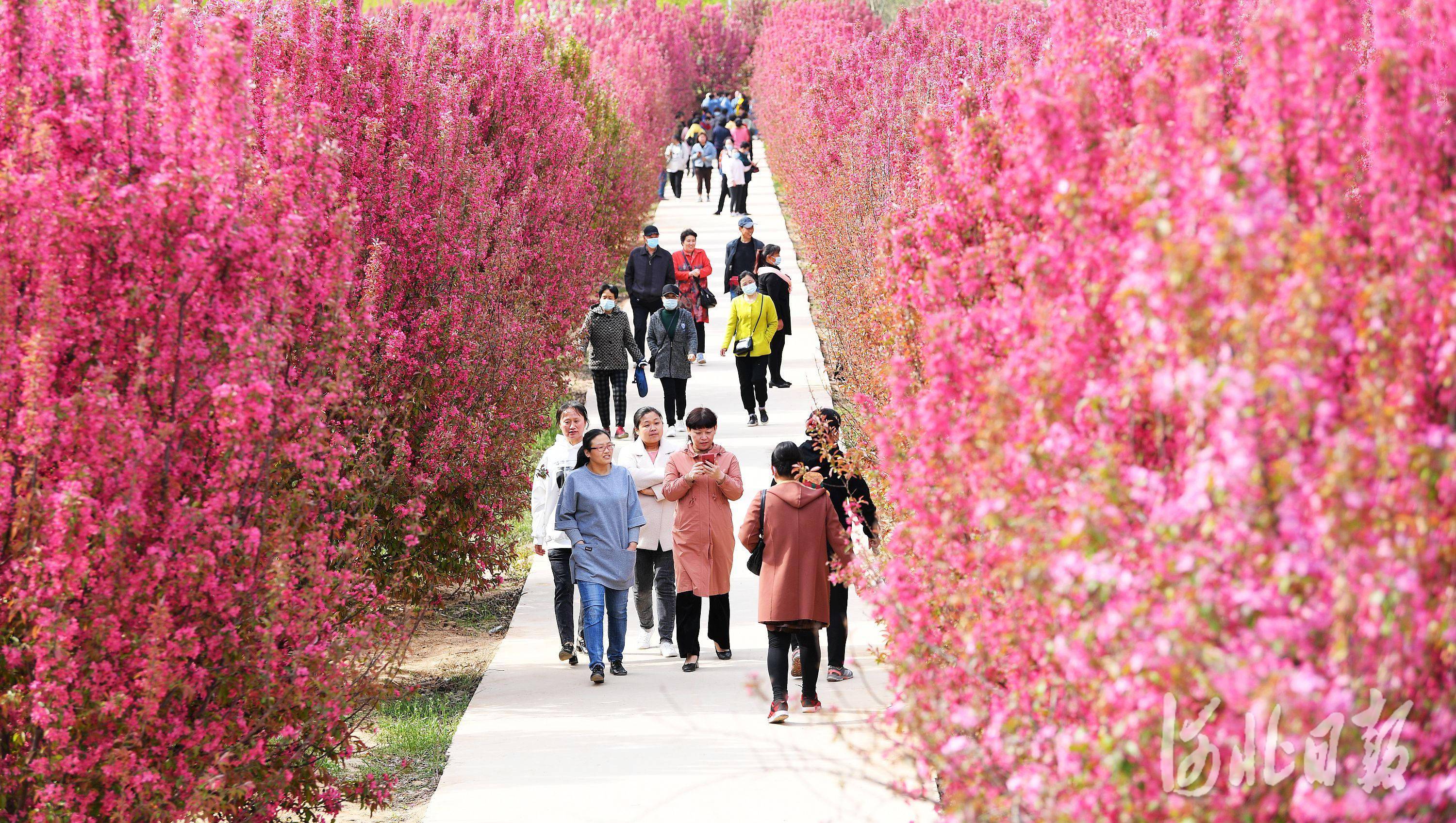 2021年4月13日,游客在河北省定州市三十里铺村千亩海棠基地赏花游玩.