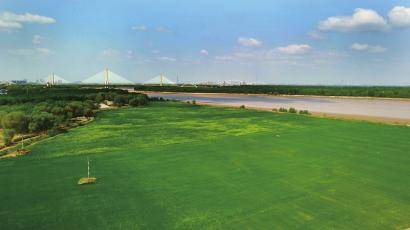 4月13日,在济南天桥段黄河南岸滩涂地上,大面积的草坪在蓝天白云的