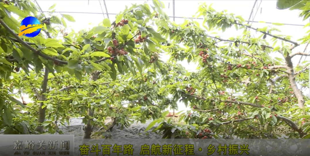 美早樱桃树价格